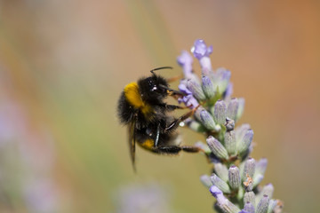 Hummel auf Lavendel