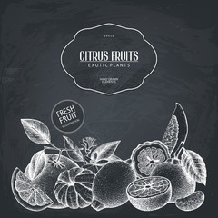 Ink hand drawn design with citrus fruits isolated on chalkboard. Vector illustration of highly detailed citrus fruits sketch. Vintage template