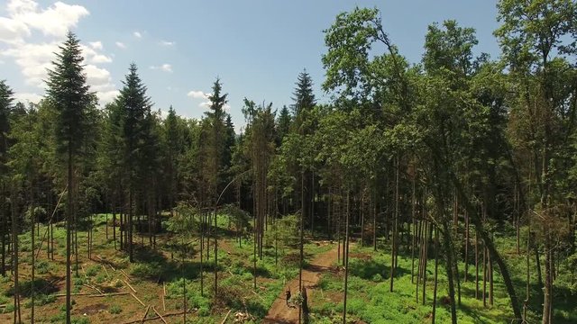Cut down trees in a forest