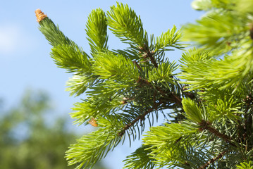 Fototapeta premium Ель