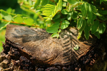 Live and die, old tree trunk and fresh leaves of the other plant.