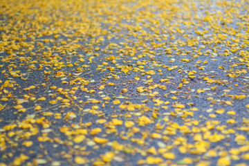 Blurry background of autumn yellow foliage