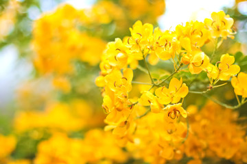 Blurry background of autumn yellow foliage