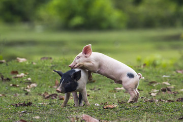 Fototapeta premium Baby domestic pig in Bardia national park, Nepal