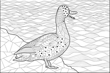 duck on the shore of the river