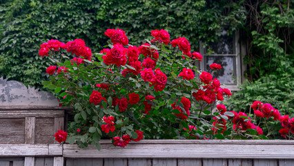Fototapeta na wymiar Rich red roses over wooden fence in front of old house covered with wild grape.