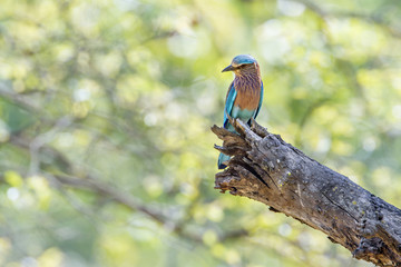 Indian roller in Bardia national park, Nepal