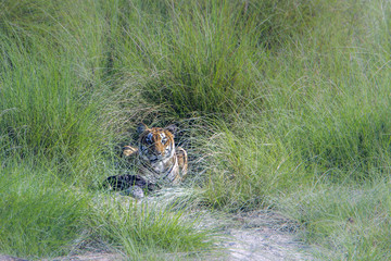 Obraz premium Bengal tiger in Bardia national park, Nepal