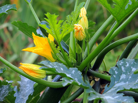zucchiniplanze
