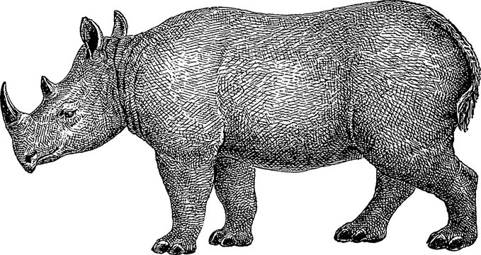 Vintage image rhino