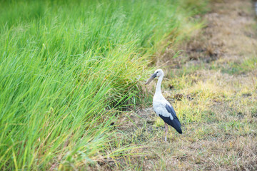 Cattle Egret in Thailand