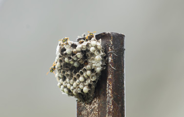wasps nest
