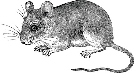 Vintage image chinchilla
