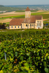 Fototapeta na wymiar Champagne vineyards Cuis in Marne department, France