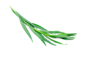 Fototapeta premium Fresh green estragon isolated on white background