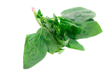 Fresh green spinach isolated on white background