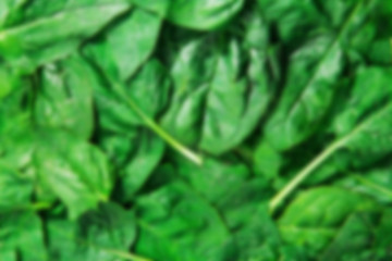 Fresh green spinach blur unfocused texture background