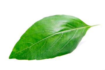 Fresh green basil isolated on white background