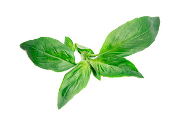 Fresh green basil isolated on white background