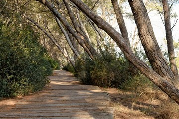 Walkway made of planks in the forest