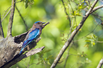 Indian roller in Bardia national park, Nepal