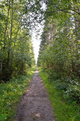 Fototapeta premium Forest trail, Sunny day