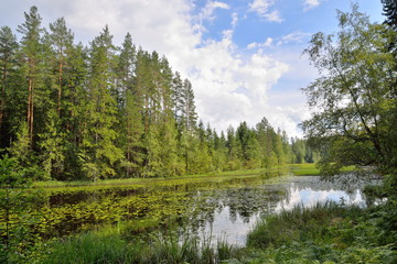 Fototapeta na wymiar Landscape forest river, overgrown with Lily pads and reeds, the