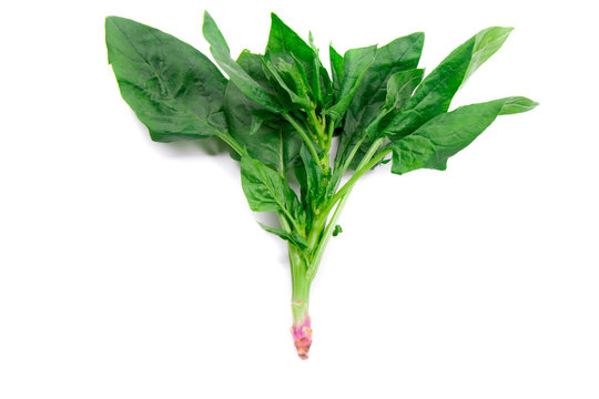 Fresh green spinach isolated on white background