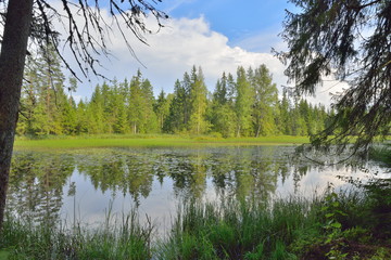 View of forest the river through the branches of the trees Sunny