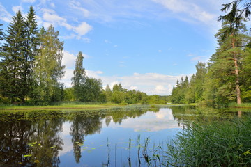 Landscape in the forest of the river with thickets of sedge and