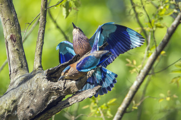 Indian roller in Bardia national park, Nepal