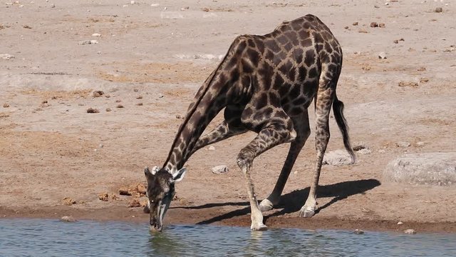 A giraffe (Giraffa camelopardalis) drinking water, Etosha National Park, Namibia 