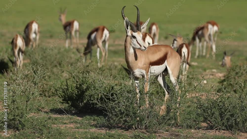 Canvas Prints Herd of springbok antelopes (Antidorcas marsupialis) in natural habitat, Kalahari, South Africa