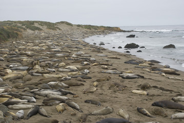 Strand voll mit Seeelefanten in Kalifornien, USA