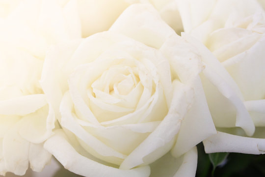 White rose with effect, soft image, beautiful image