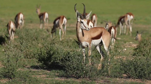 Herd of springbok antelopes (Antidorcas marsupialis) in natural habitat, Kalahari, South Africa