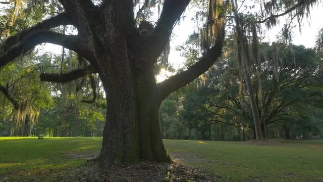 Big majestic live oak with romantic spanish moss on branches