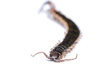 Died centipede on white background with copy space
Centipedes can be found in a wide variety of environments. 
They normally have a drab coloration combining shades of brown and red.