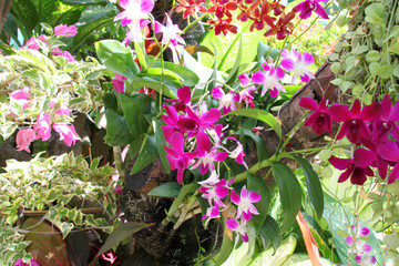 Fototapeta na wymiar fresh color orchids cultivated on tree