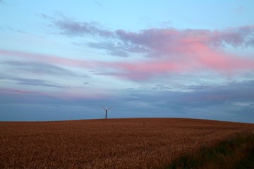 Fototapeta na wymiar Corn field and wind mill at sunset