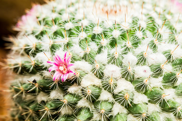 cactus flower in chiangmai Thailand