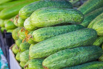 Big juicy ripe cucumbers