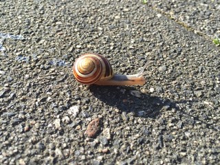 Snail with shell moving on street