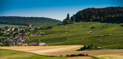Champagne vineyards Cuis in Marne department, France