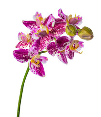 blooming unusual purple orchid, phalaenopsis is isolated on whit