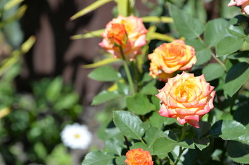 Beautiful rose flowers in the garden on a sunny summer day