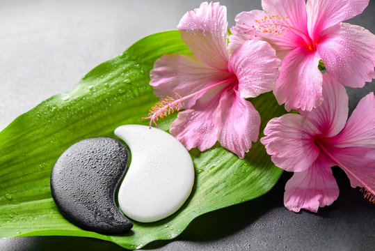 beautiful spa concept of pink hibiscus flowers and Yin-Yang of s