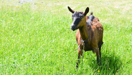 Naklejka na ściany i meble Cute brown alpine goat at the meadow