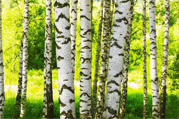 Fototapeta premium summer in birch forest
