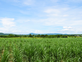 Sugarcane field with blue sky background. Travel in Thailand.